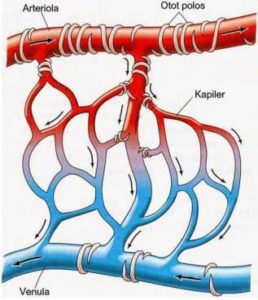 pembuluh darah kapiler
